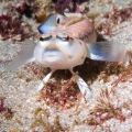   grubfish Parapercis Jervis Bay 2012  